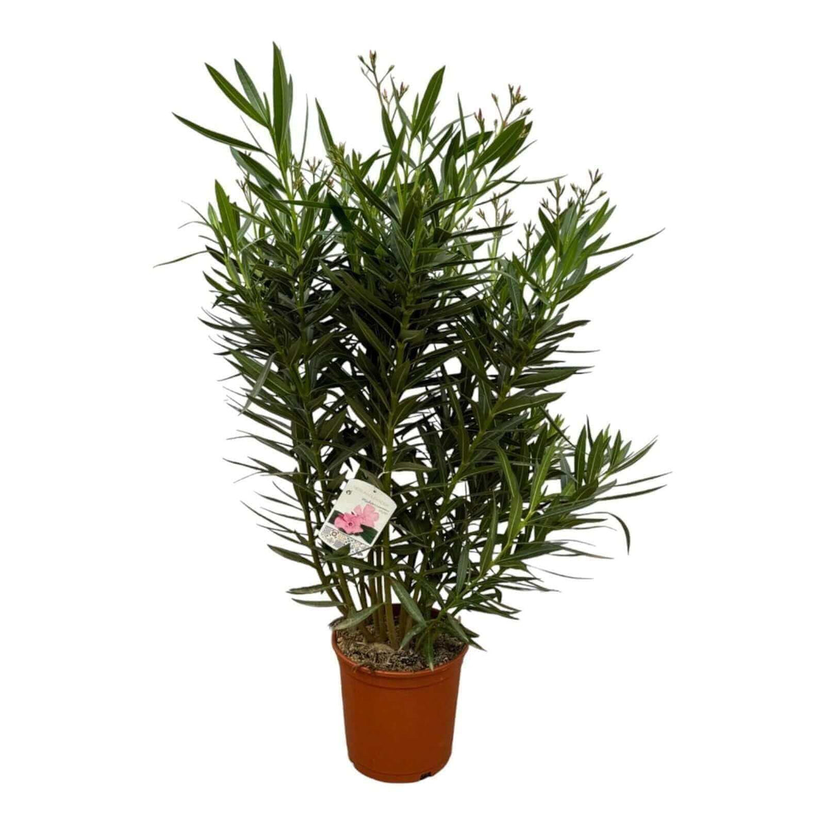 Nerium Oleander struik met witte bloem - 110 cm - Ø27cm