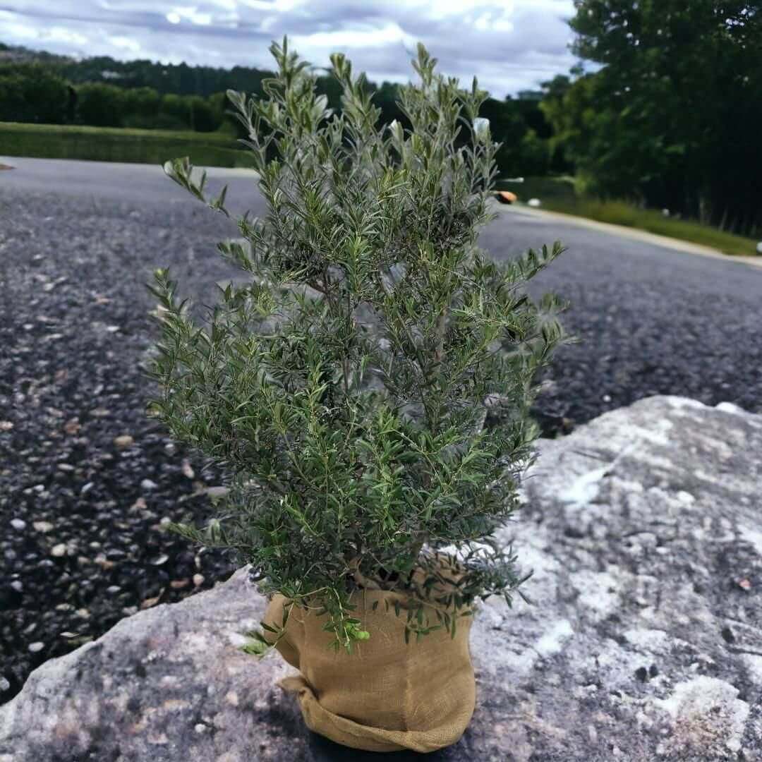 Olea europaea bush 25 liter, olijf struik Meer dan 1.20 meter hoog.