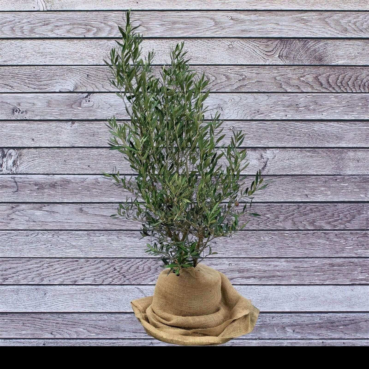 Olea-europaea bush 7.5 liter, Olijf struik