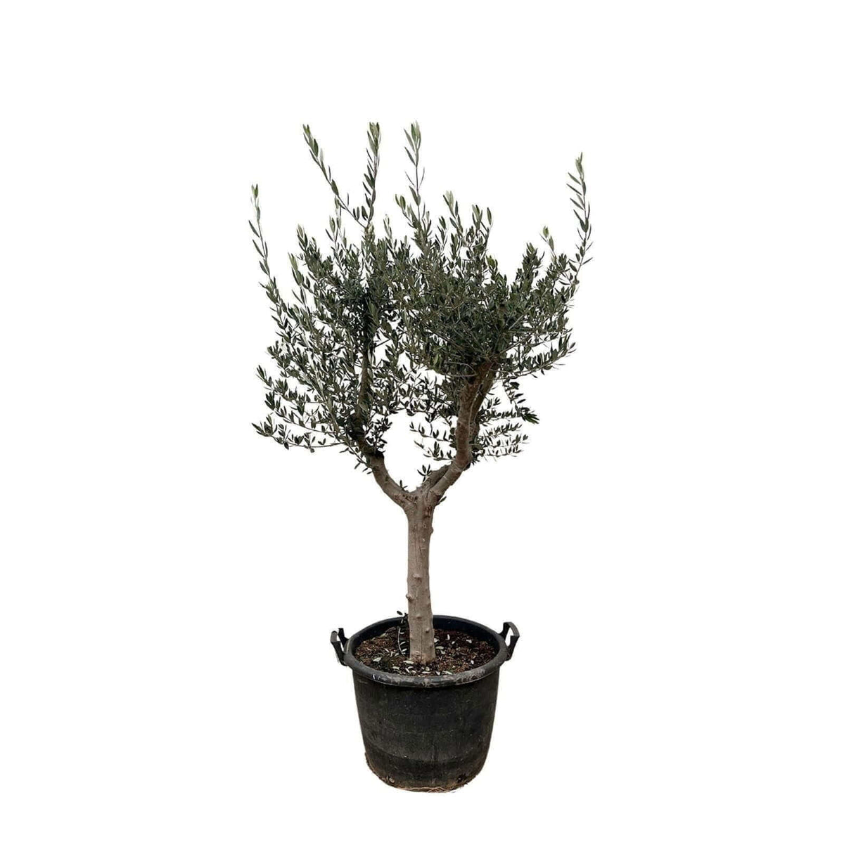 Olea Europaea Cultivo - 210cm- Ø45