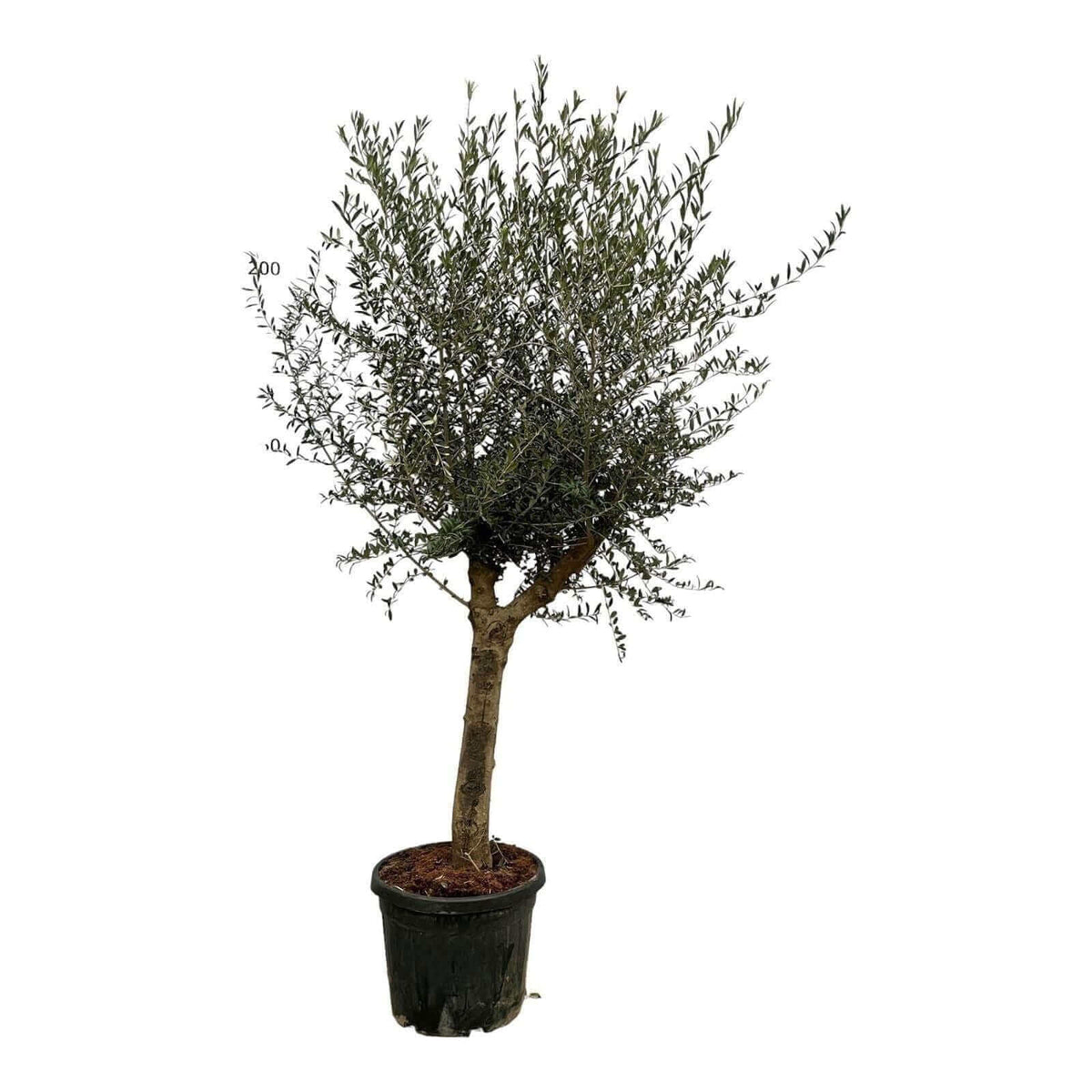 Olea Lorc - 220 cm - Ø45cm