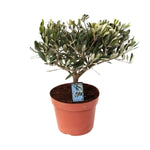 Olea Olijf - Ø15cm - ↕35cm