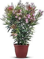 Oleander roze bloemen