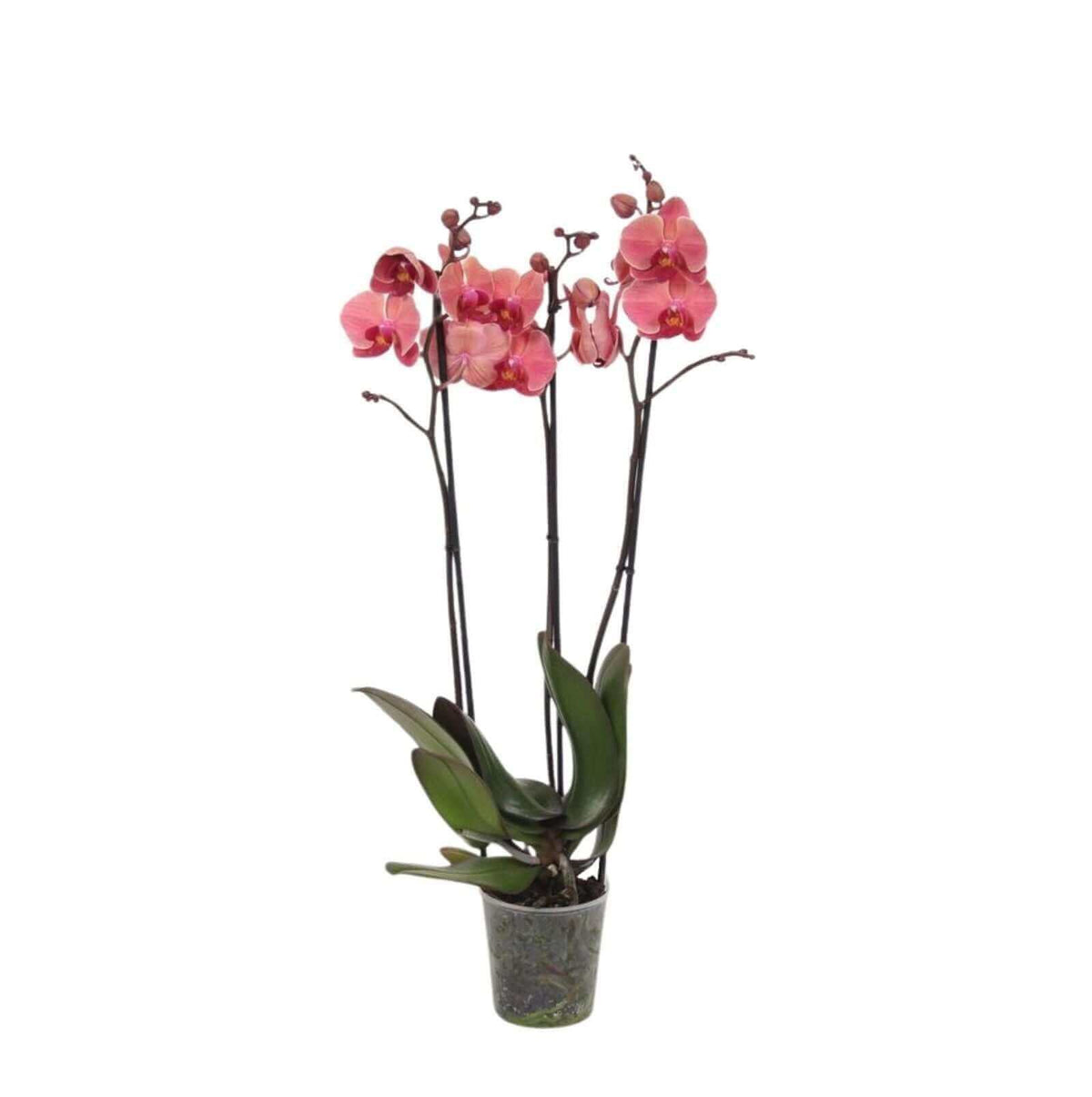 Phalaenopsis Narbonne - 3 tak - 60 cm - Ø12cm