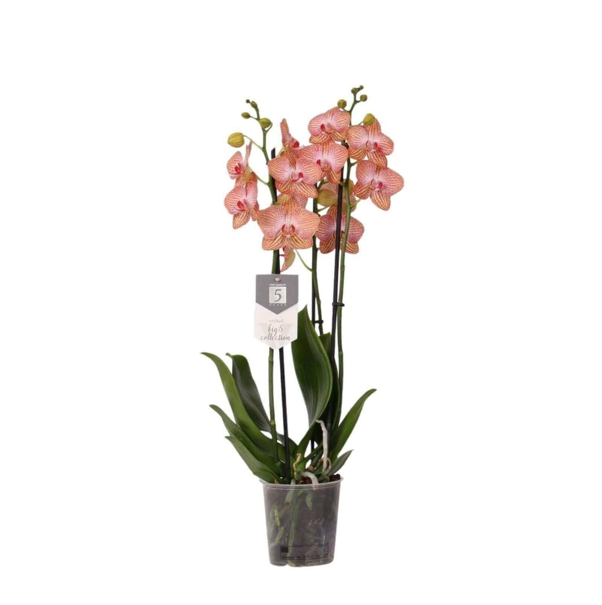 Phalaenopsis Ravello - 3 tak - 60 cm - Ø12cm