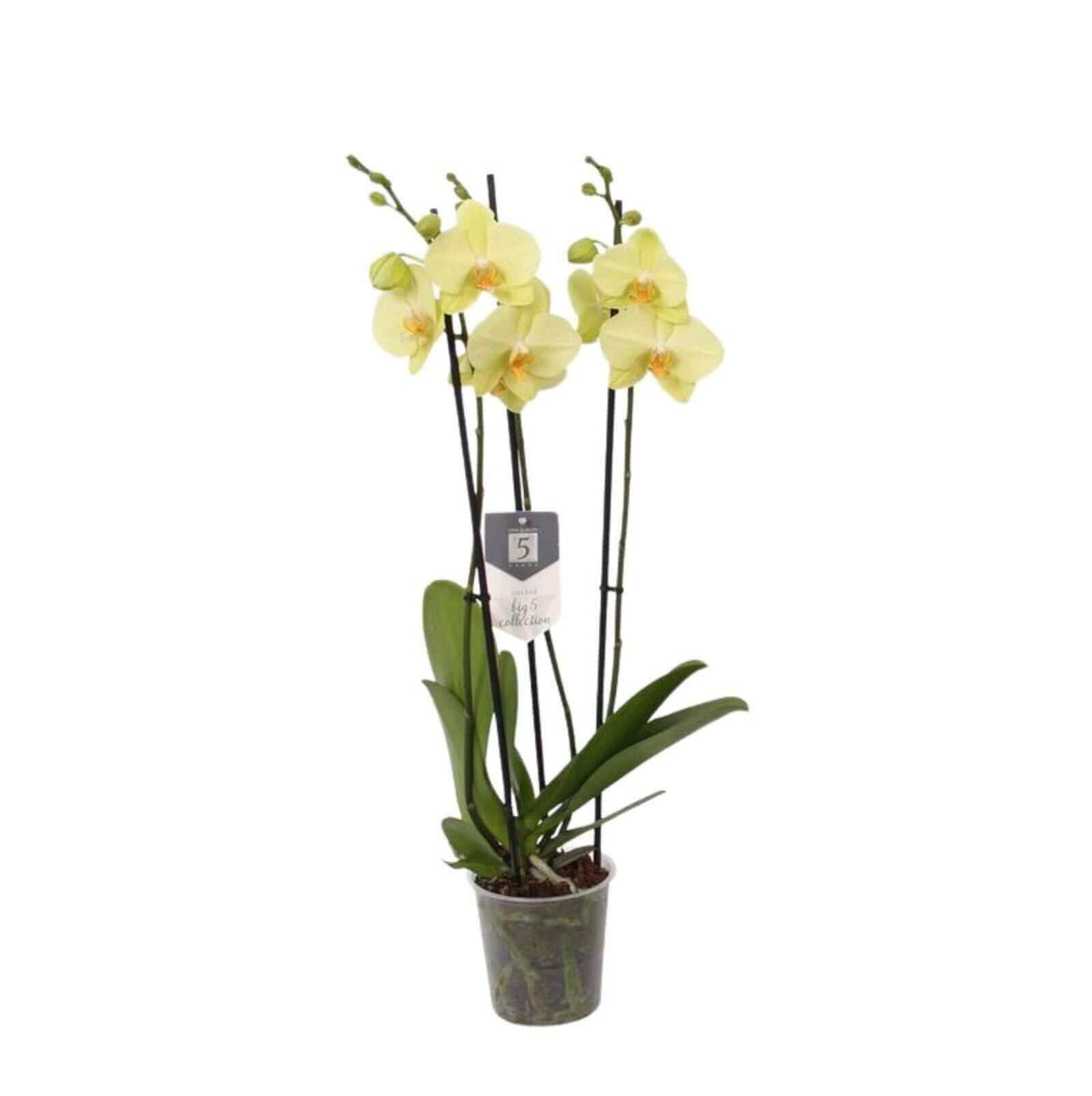 Phalaenopsis Volterra - 3 tak - 60 cm - Ø12cm