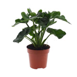 Philodendron Atom - Ø12cm - ↕25cm