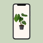 Philodendron Glorisoum 12 Cm - Ø12cm - ↕35cm