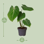 Philodendron Glorisoum 12 Cm - Ø12cm - ↕35cm