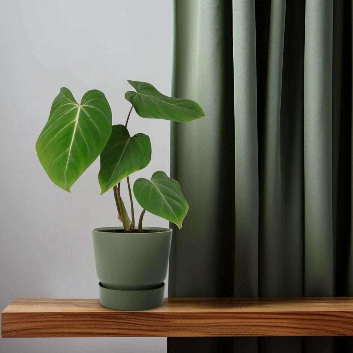 Philodendron Glorisoum 12 Cm - Ø12cm - ↕35cm