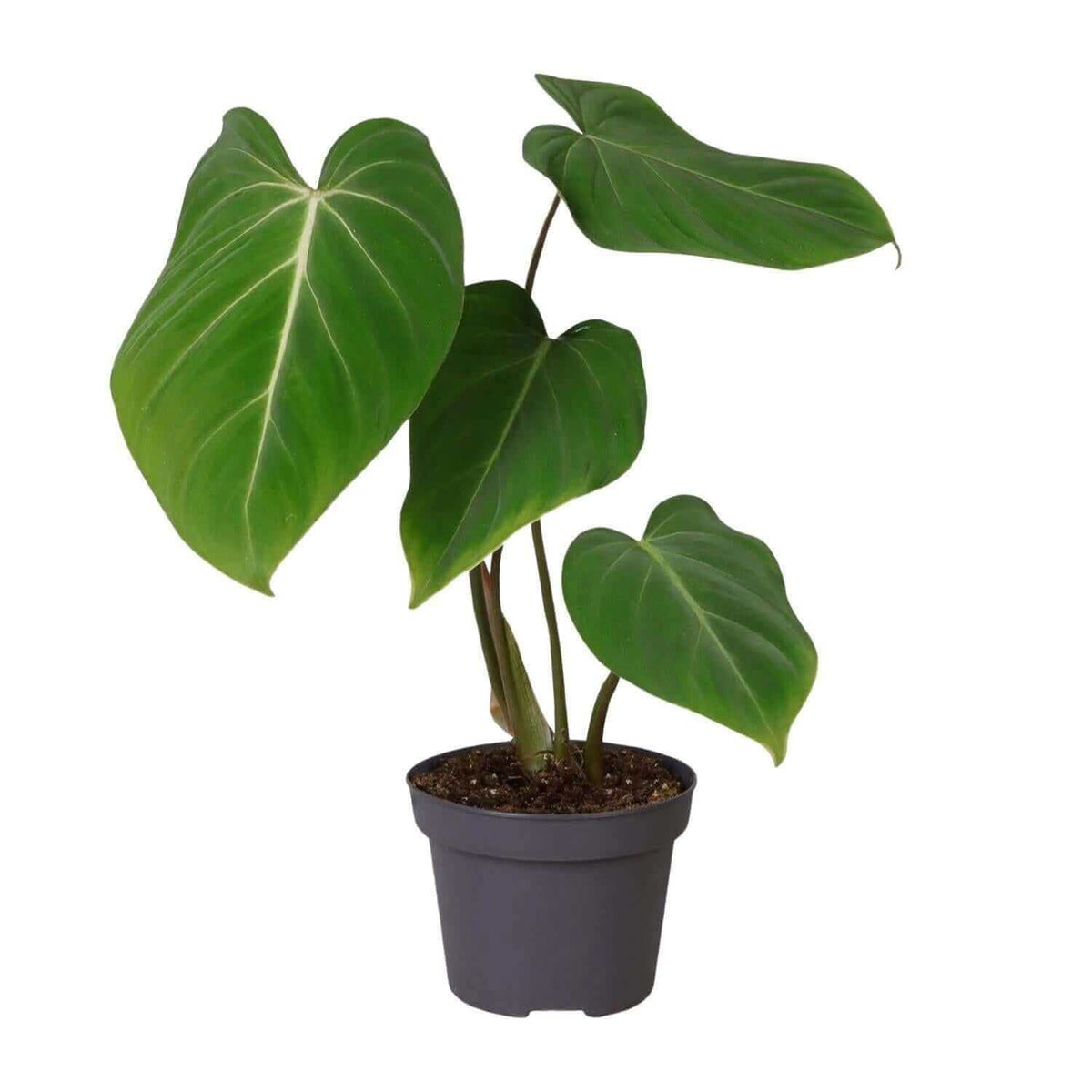 Philodendron Glorisoum 12 Cm - Ø12cm - ↕35cm