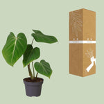 Philodendron Glorisoum 12 Cm - Ø12cm - ↕35cm