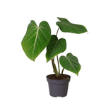 Philodendron Glorisoum 12 Cm - Ø12cm - ↕35cm