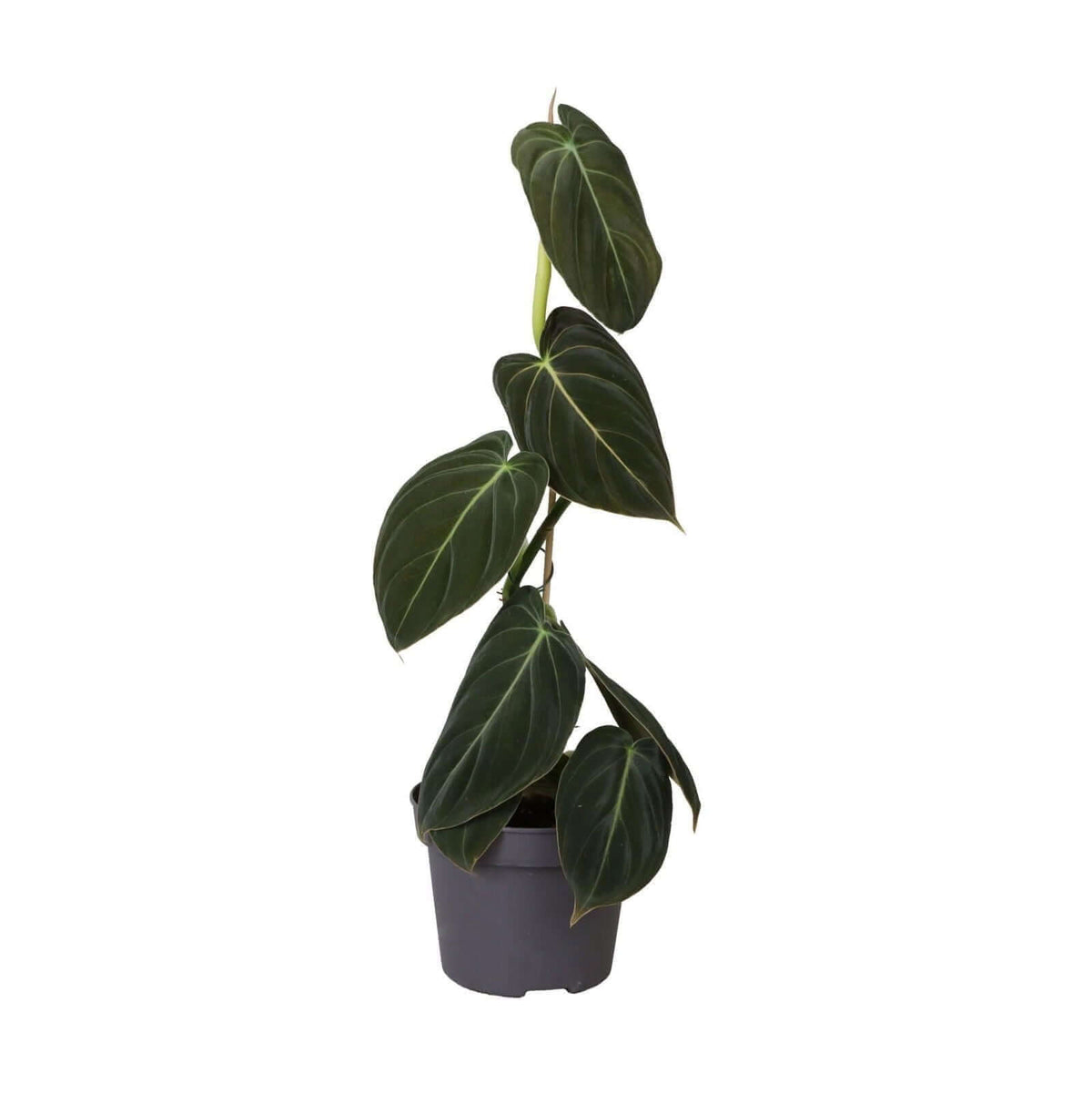 Philodendron Melanochrysum 12 Cm - Ø12cm - ↕35cm