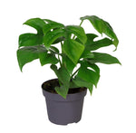 Philodendron Minima 12 Cm - Ø12cm - ↕25cm