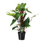 Philodendron Red Emerald - Ø19 ↕80