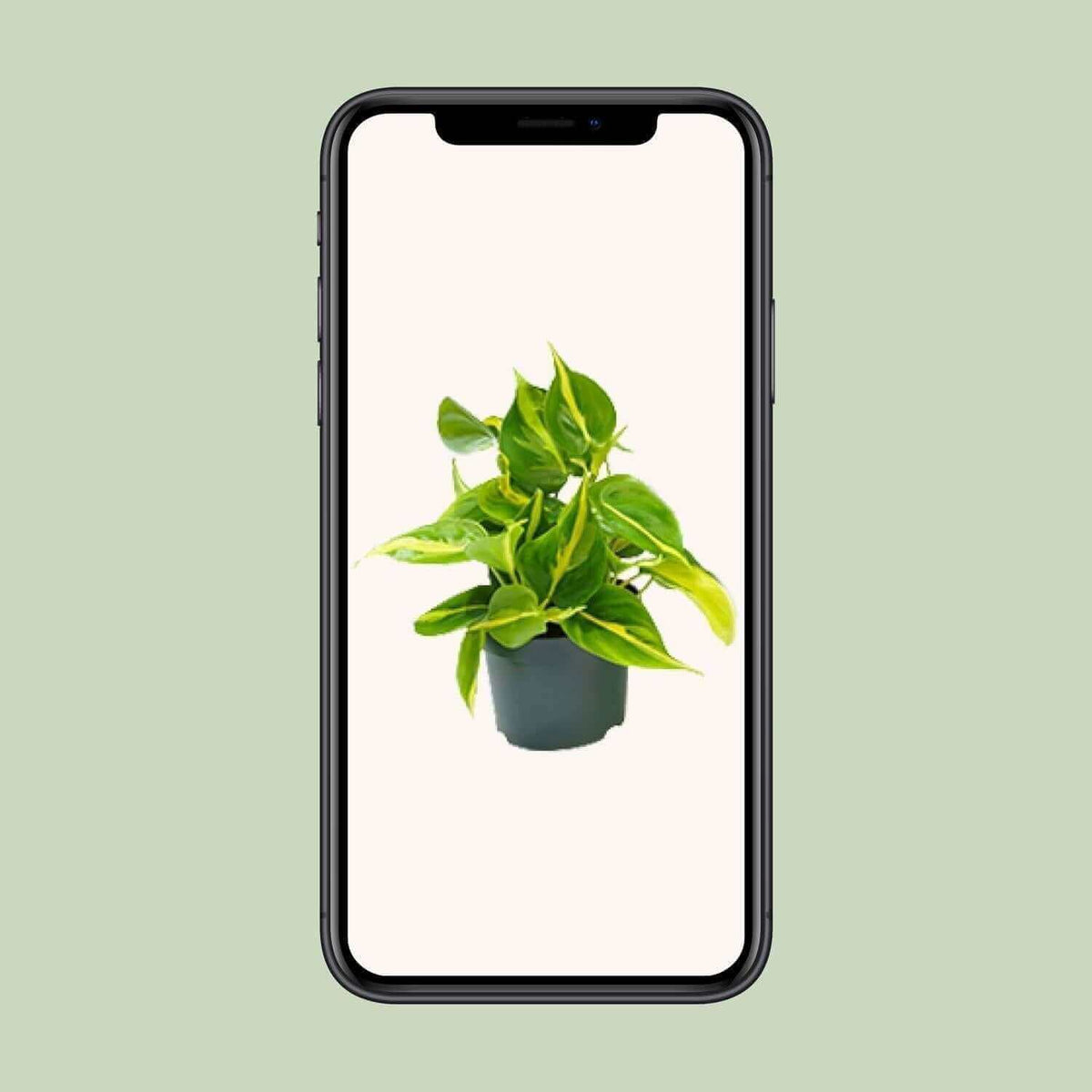 Philodendron Scandens Brasil - Ø12cm - ↕15cm