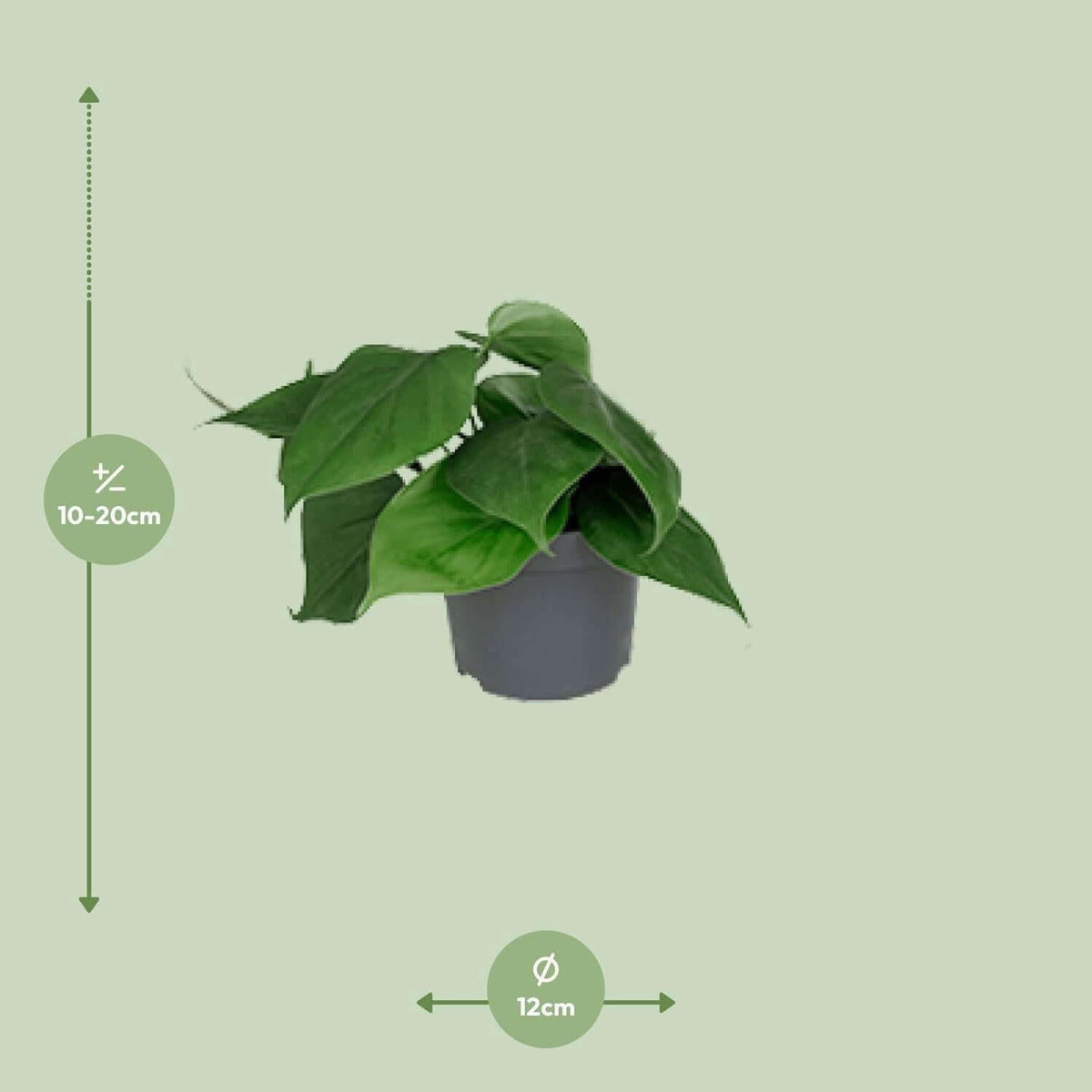 Philodendron Scandens - Ø12cm - ↕15cm