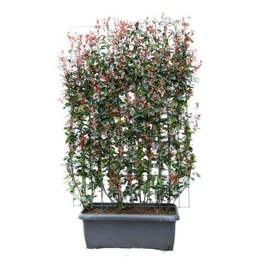 Photinia fraseri - ↨180cm - 1 pcs