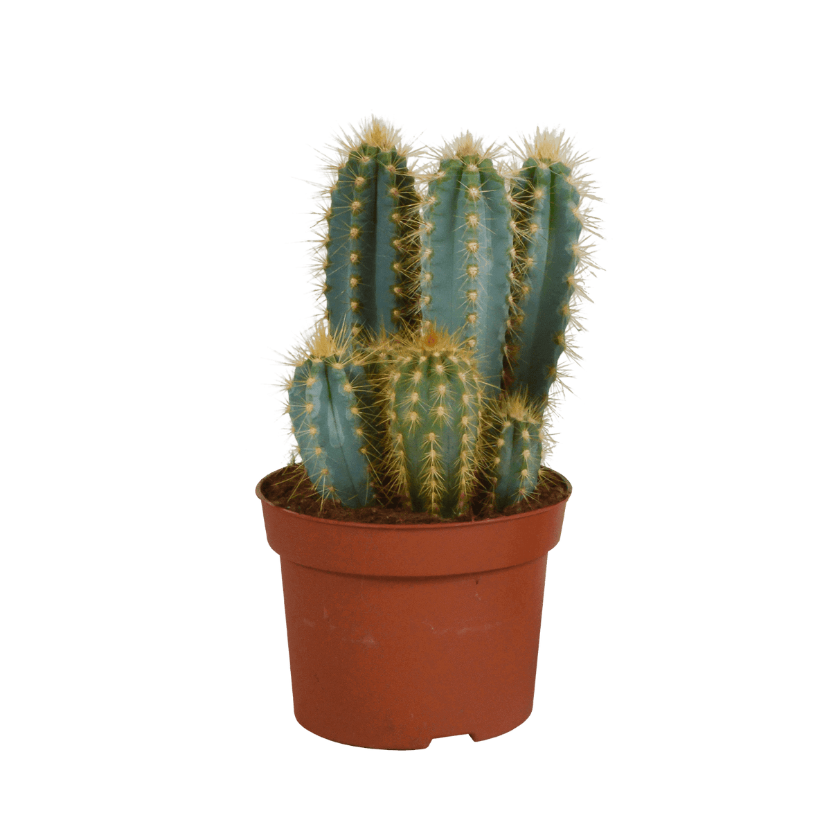 Pilosocereus azureus - 12cm - zonder pot