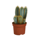 Pilosocereus azureus - 12cm - zonder pot