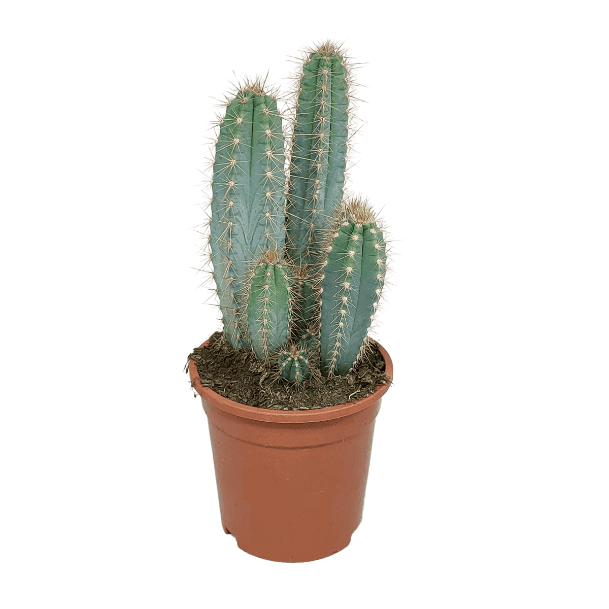 Pilosocereus azureus - 17cm - zonder pot