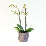 Plant Phalaenopsis with velvet pot