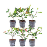 Plants by Frank - 1 meter Glansmispel haag - Photinia fraseri 'Red Robin' - Set van 6 winterharde haagplanten - Groenblijvende haag - Vers van de kwekerij geleverd