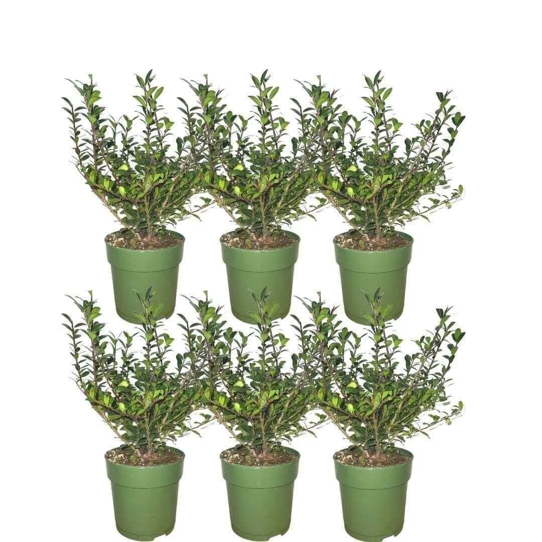 Plants by Frank - 1 meter Hulst haag - Ilex crenata 'Jenny'® - Set van 6 winterharde haagplanten - Groenblijvende haag - Vers van de kwekerij geleverd