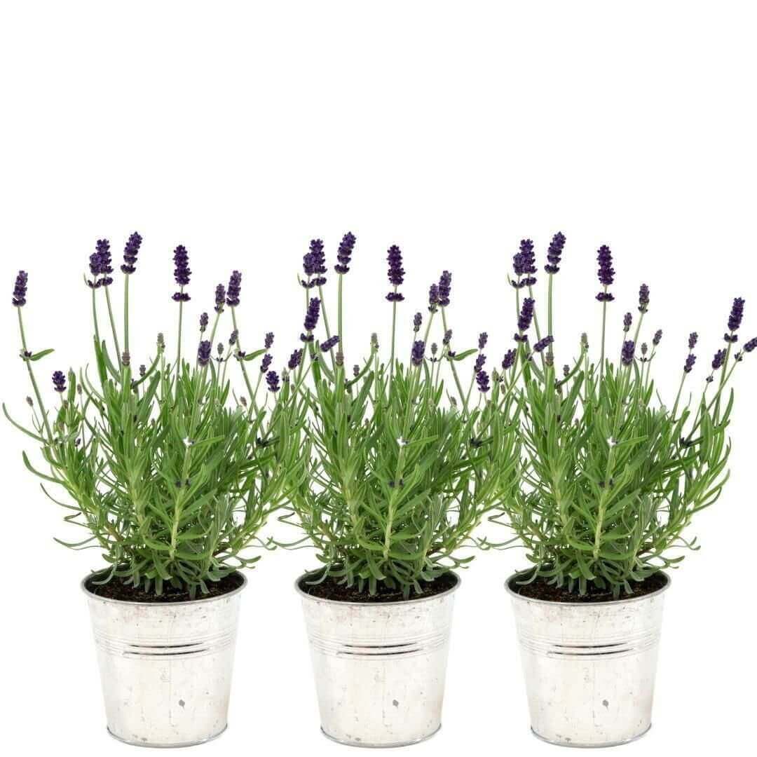 Plants by Frank - Lavandula angustifolia Felice® in 'Old Look' sierpot - 13 cm pot - set van 3 echte Lavendels in Sierpot