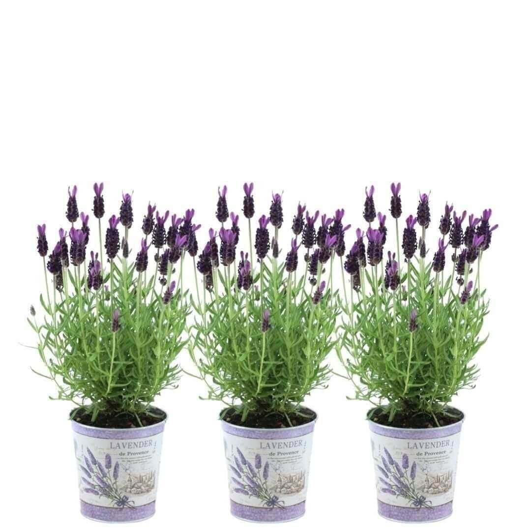 Plants by Frank - Lavandula stoechas Anouk® in 'Lavendelprint' sierpot - 13 cm pot - set van 3 Franse Lavendels in Sierpot