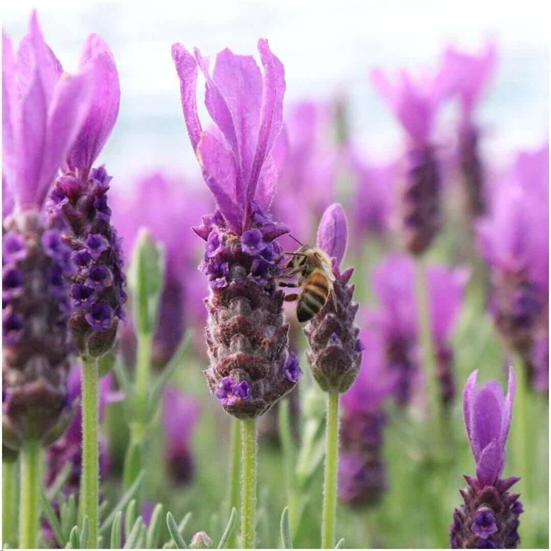 Plants by Frank - Lavandula stoechas Anouk® in 'Old Look' sierpot - 13 cm pot - set van 3 Franse Lavendels in Sierpot