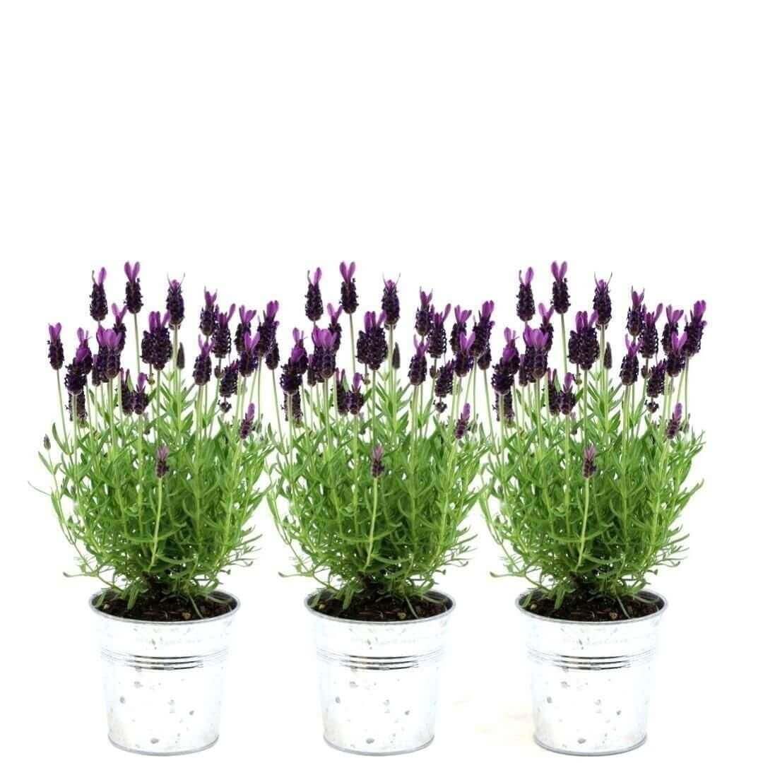 Plants by Frank - Lavandula stoechas Anouk® in 'Old Look' sierpot - 13 cm pot - set van 3 Franse Lavendels in Sierpot