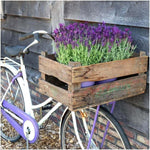 Plants by Frank - Lavandula stoechas Anouk® in 'Old Look' sierpot - 13 cm pot - set van 3 Franse Lavendels in Sierpot