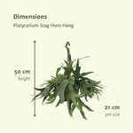 Platycerium Hertshoorn Hang - Ø21cm - ↕50cm