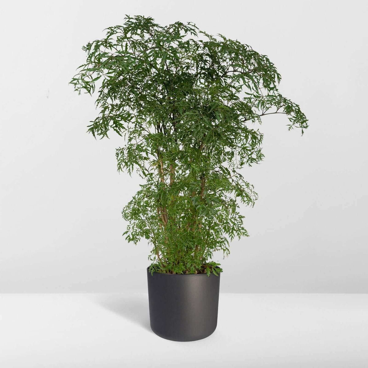 Polyscias Fruticosa (Aralia) - Ø21cm - ↕75cm