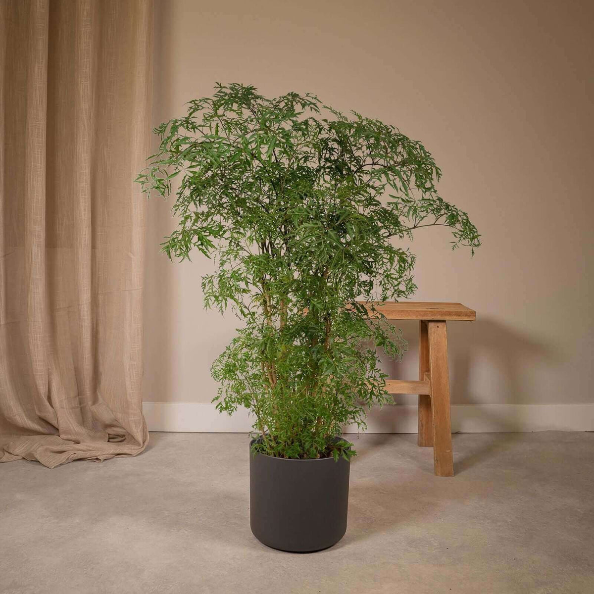 Polyscias Fruticosa (Aralia) - Ø21cm - ↕75cm