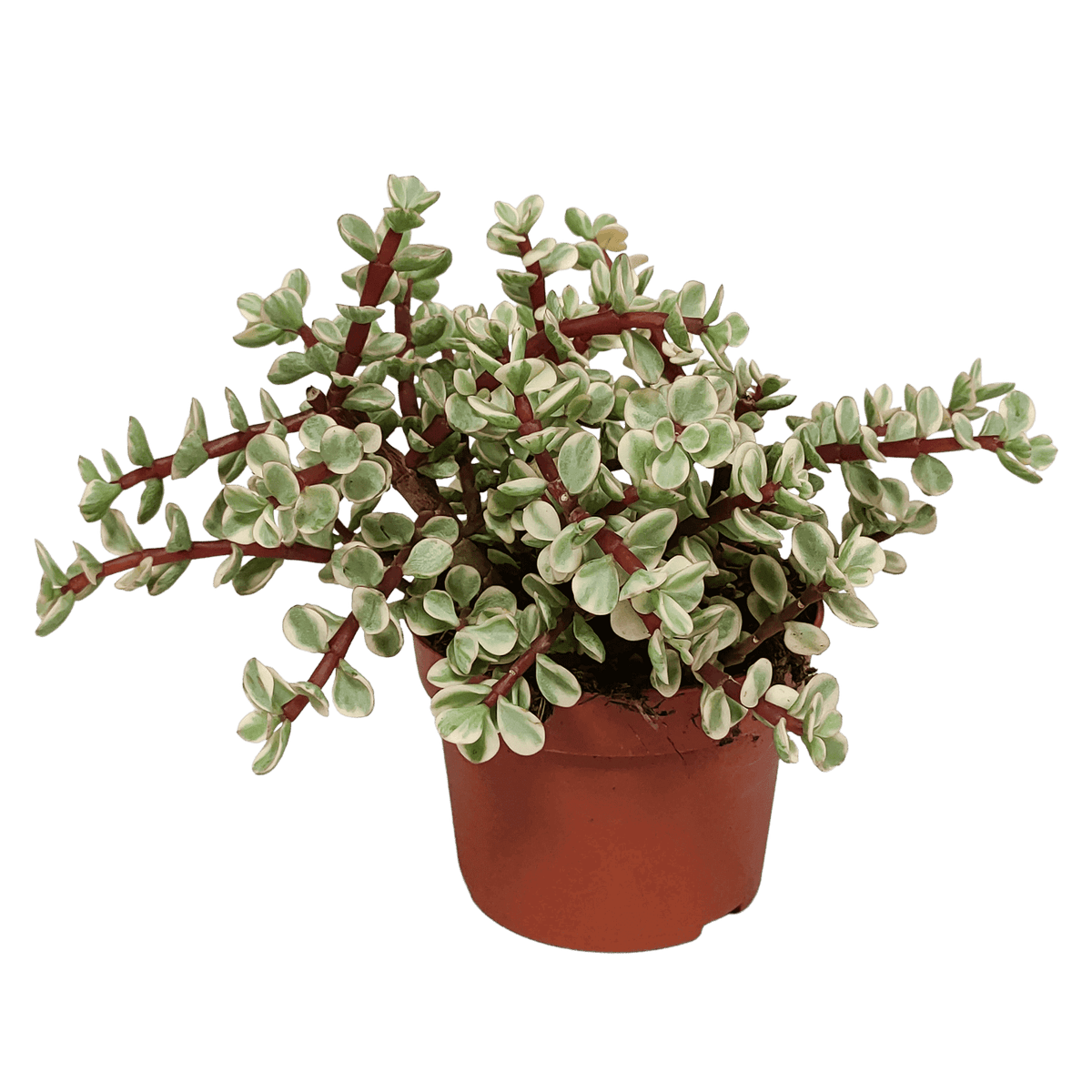 Portulacaria afra Variegata 10,5cm - zonder pot