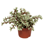 Portulacaria afra Variegata 10,5cm - zonder pot