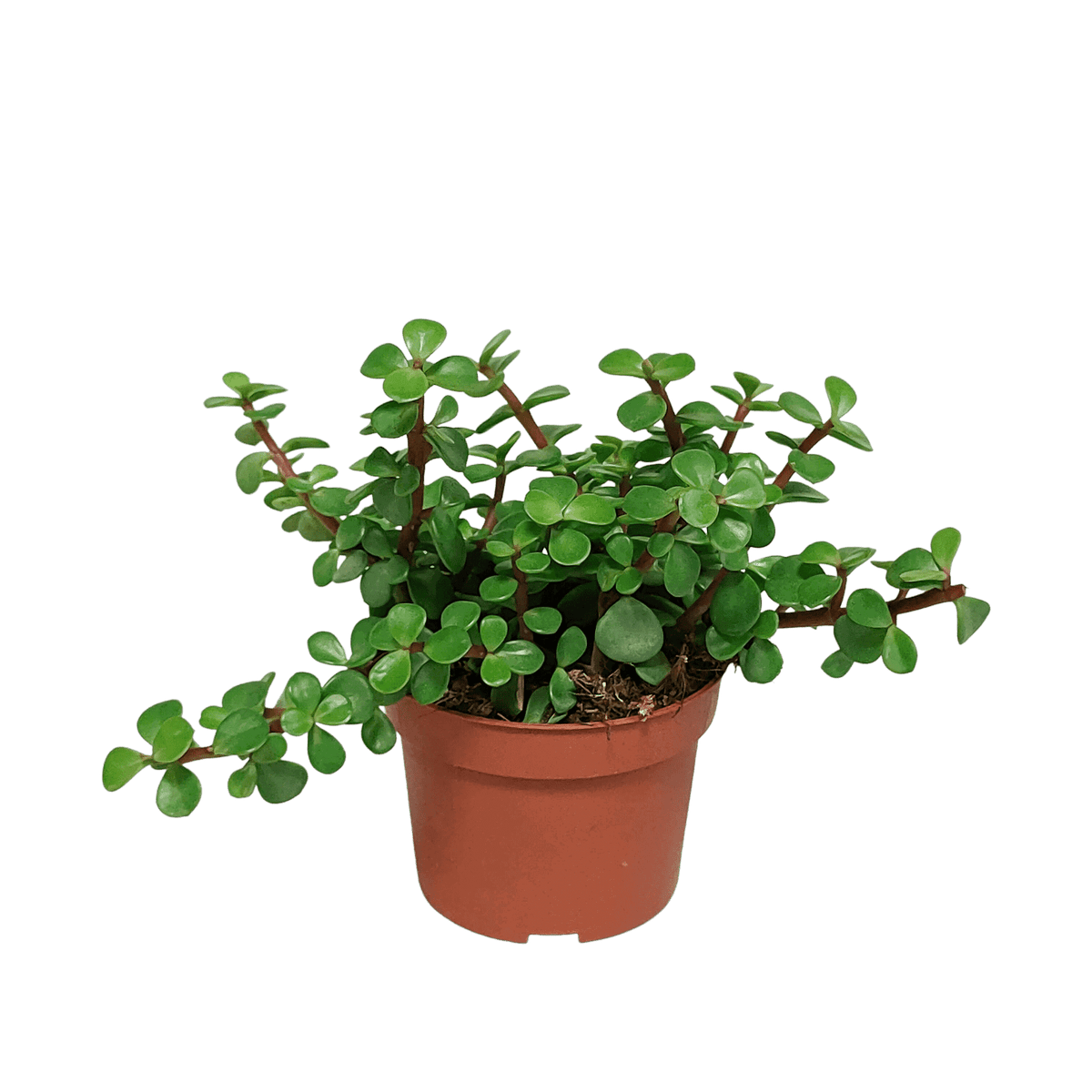 Portulacaria afra - zonder pot