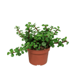 Portulacaria afra - zonder pot