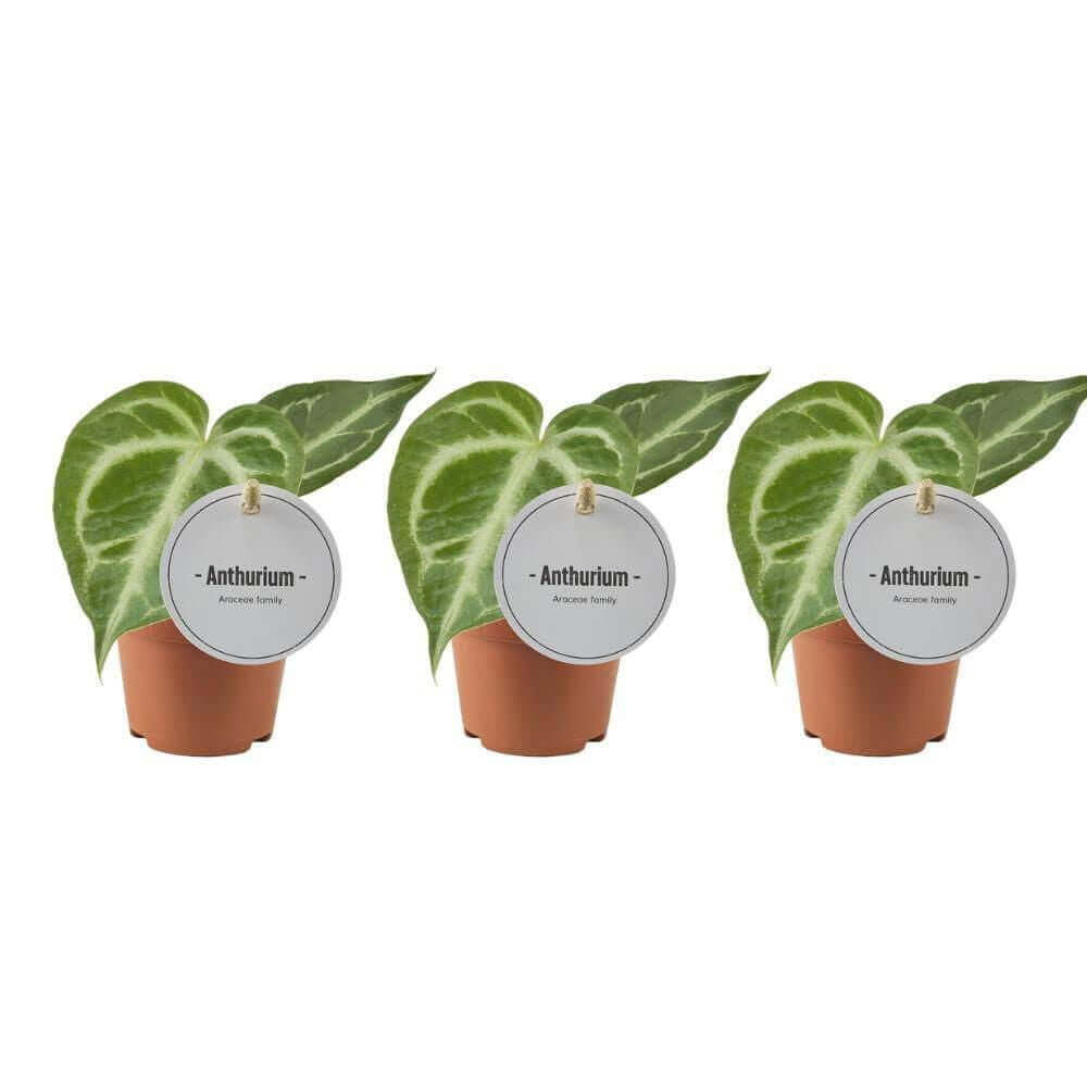 *PROMO JULI* - Anthurium Silver Blush - 3 stuks - Ø6cm - ↕15cm