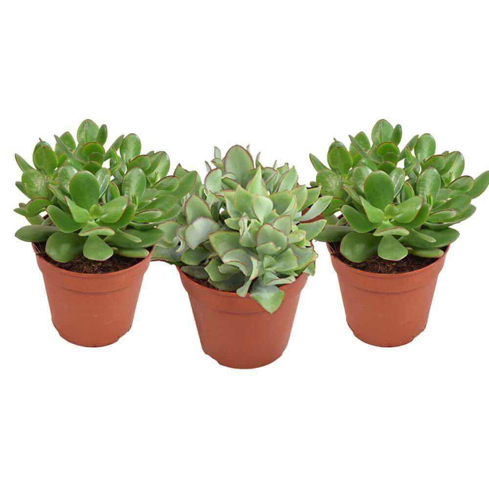 *PROMO JULI* Crassula Gemengd - 3 stuks - Ø12cm - ↕20cm