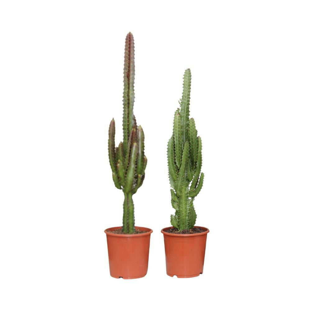 *PROMO JULI* Euphorbia Groen / Rood - 2 stuks - Ø17cm - ↕75cm