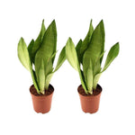 *PROMO JULI* Sansevieria Moonshine - 2 stuks - Ø12cm - ↕35cm