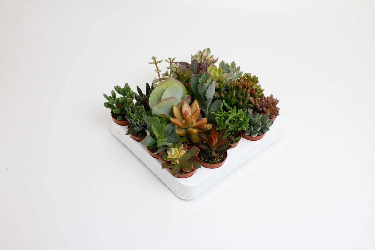 *PROMO JULI* Succulenten Mix - 20 stuks - Ø5,5cm - ↕10cm