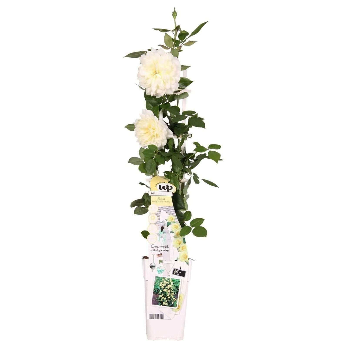 Rosa Crazy in love 'Vanilla' - Creme Roos