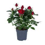 Rosa rood - Ø17cm - ↕45cm