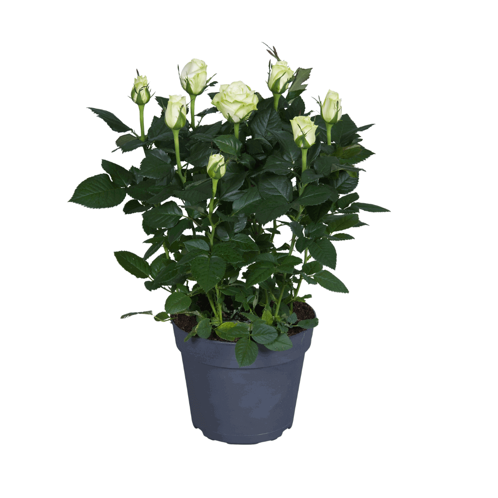 Rosa wit - Ø17cm - ↕45cm