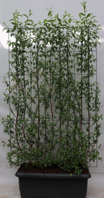 Salix alba 'Chermesina' - ↨180cm - 1 pcs